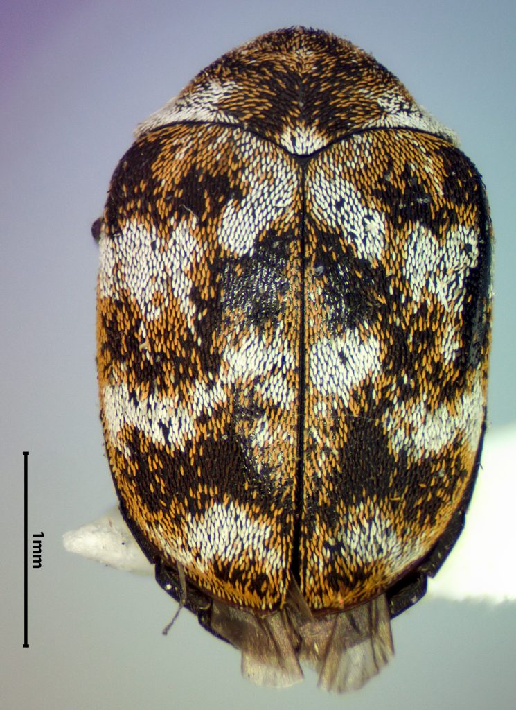 Varied carpet beetle (Anthrenus verbasci)