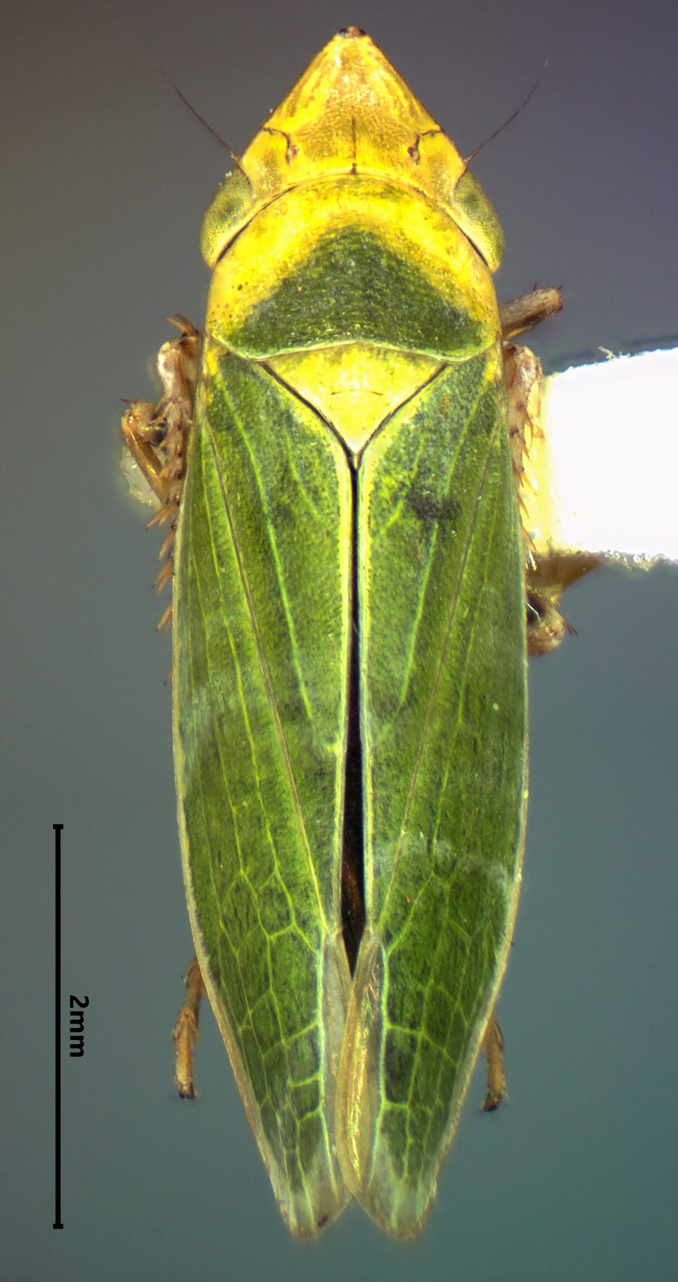 Draeculacephala californica