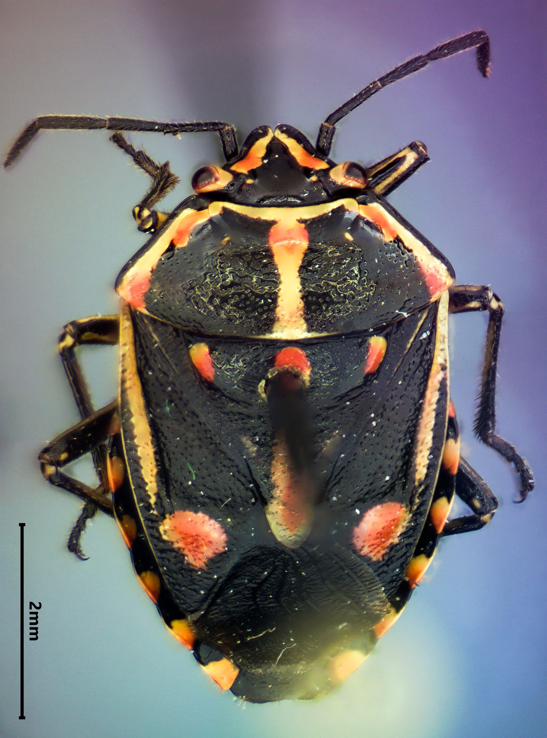 Bagrada bug (Bagrada hilaris)