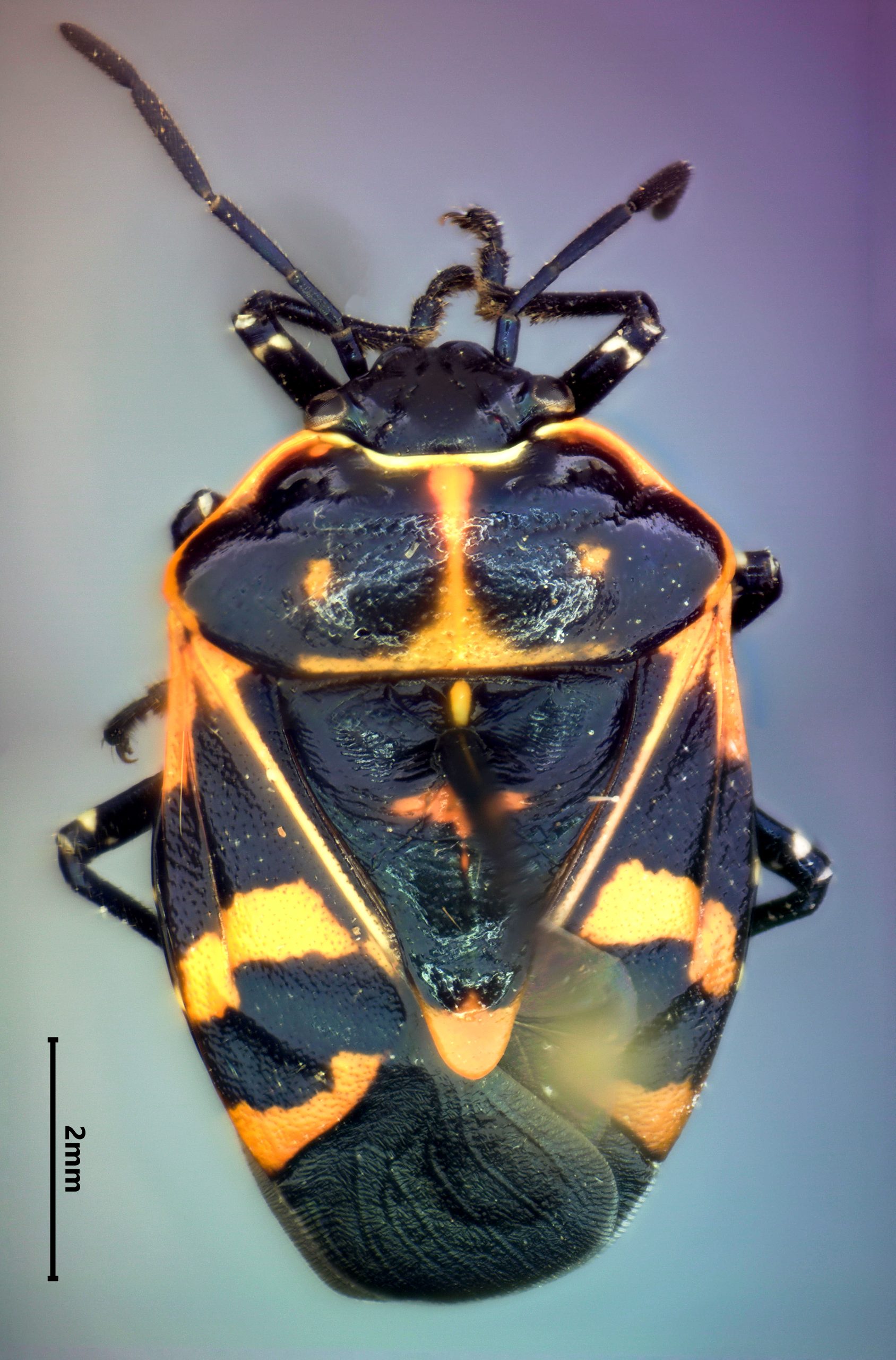 Harlequin bug (Murgantia histrionica)