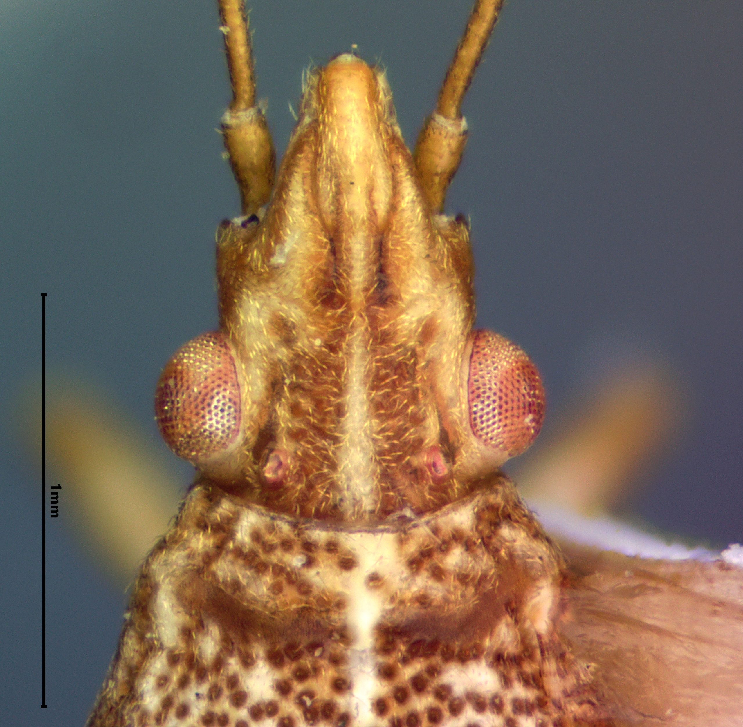 Sycamore seed bug (Belonochilus numenius)