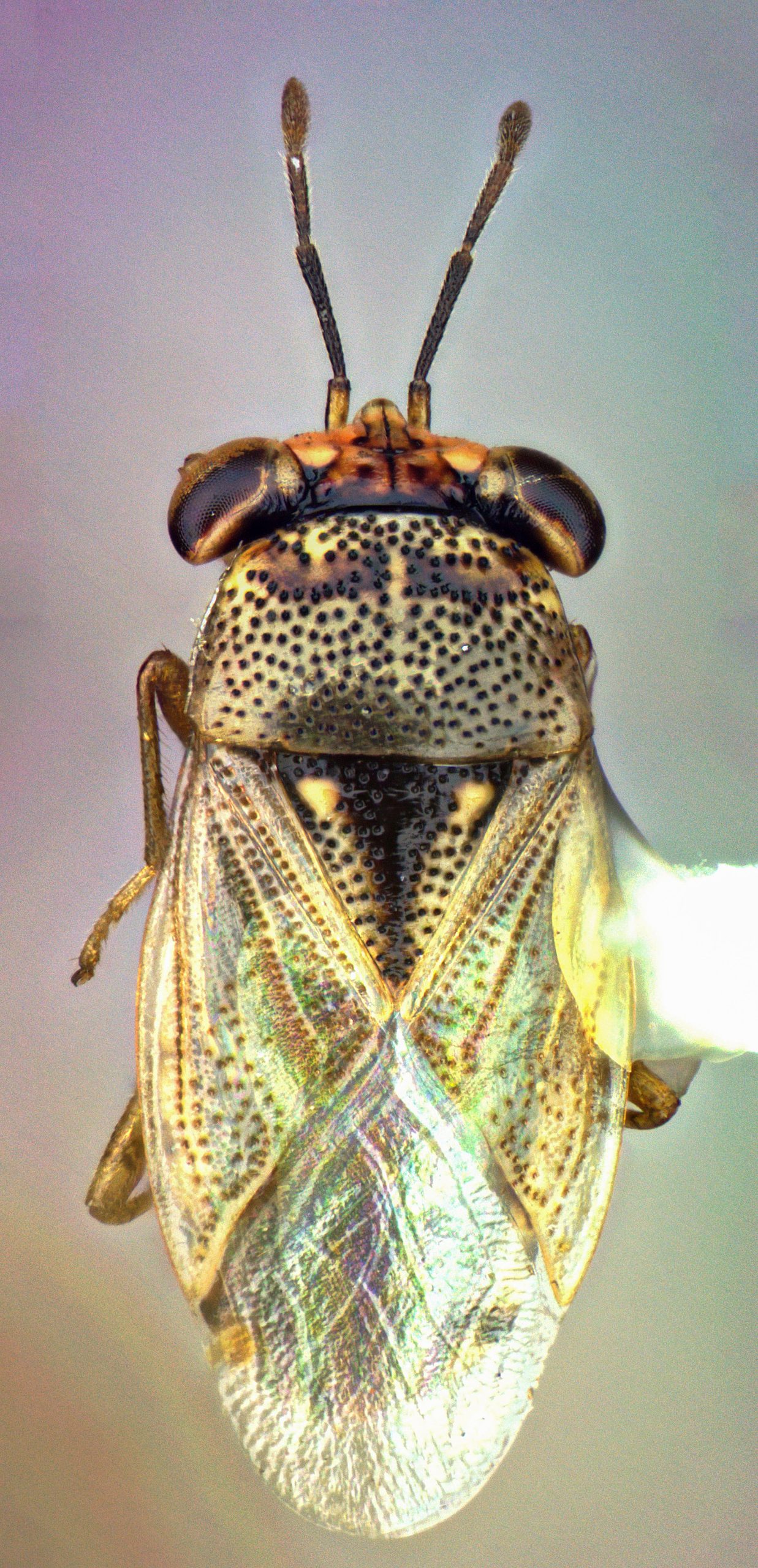 Big-eyed bug (Geocoris sp.)