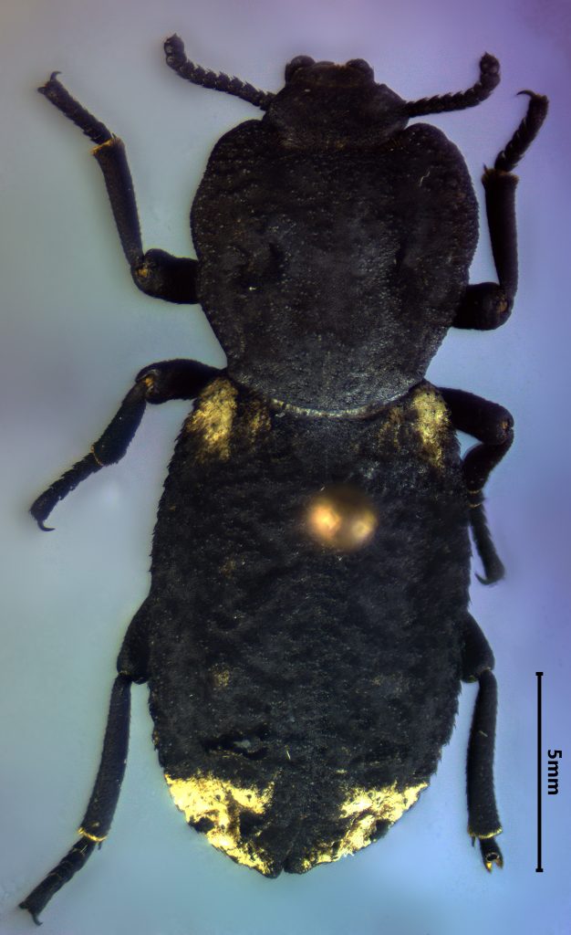 Ironclad Beetle (Phloeodes diabolicus)