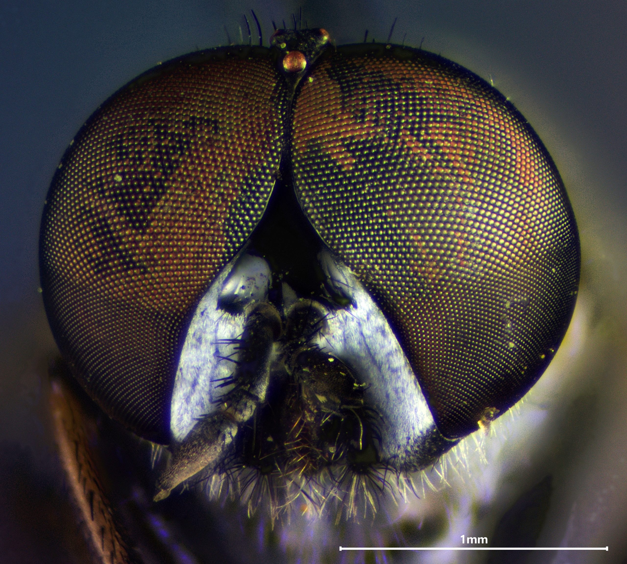 Ozodiceromyia