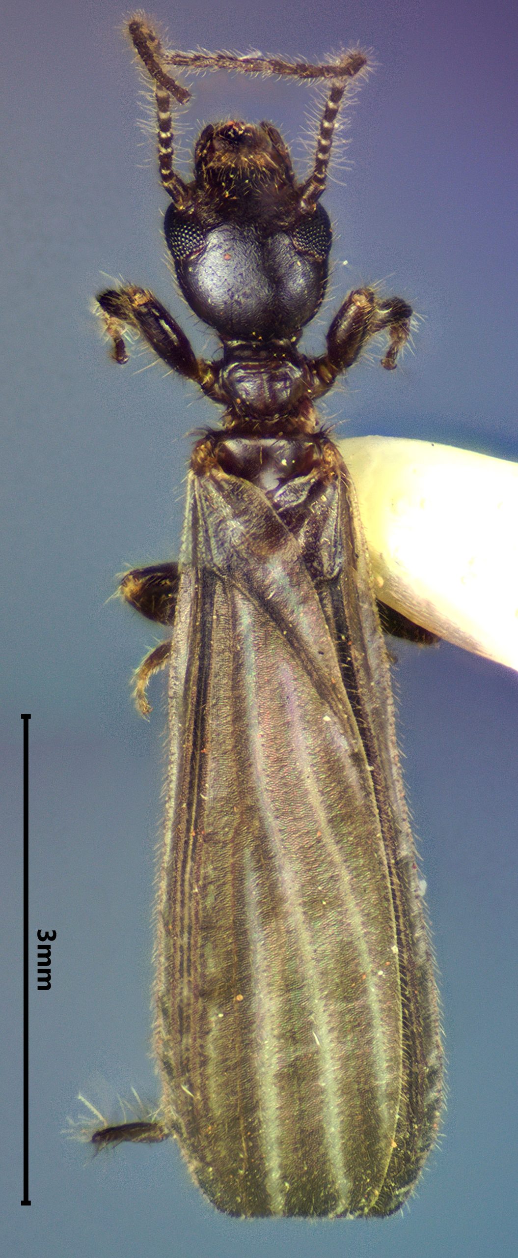 Oligotoma nigra