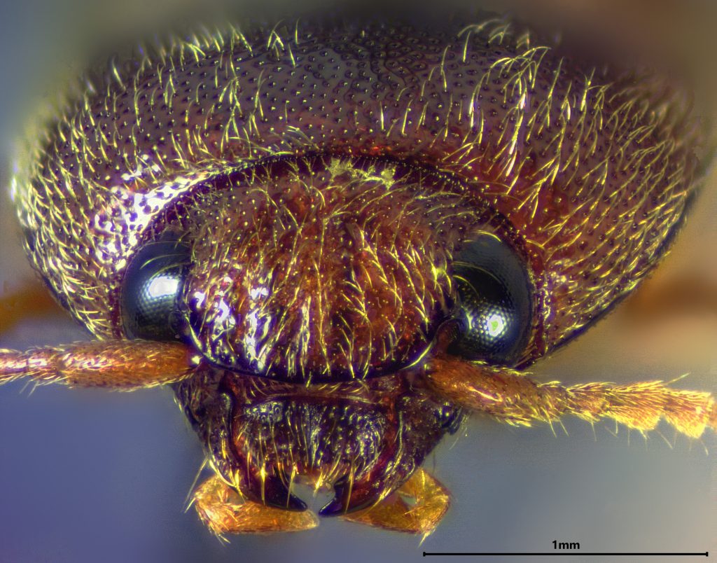 Aeolus livens