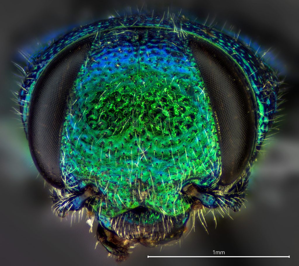 Chrysobothris cyanella