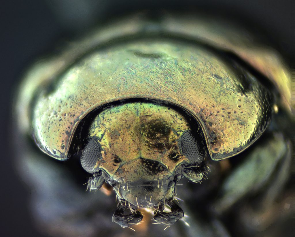 Chrysolina hyperici
