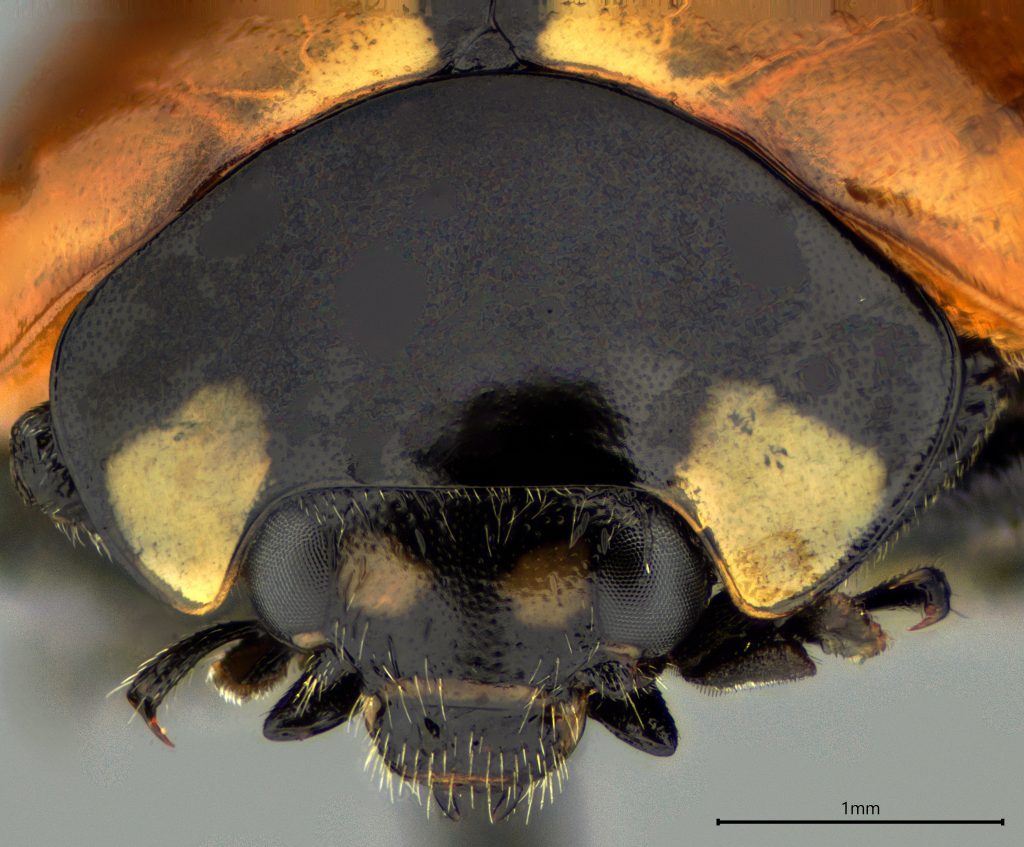 Coccinella californica