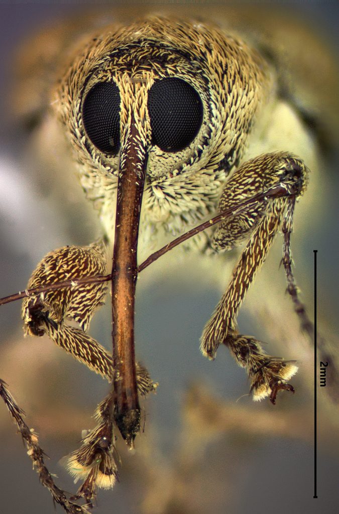 Curculio occidentis