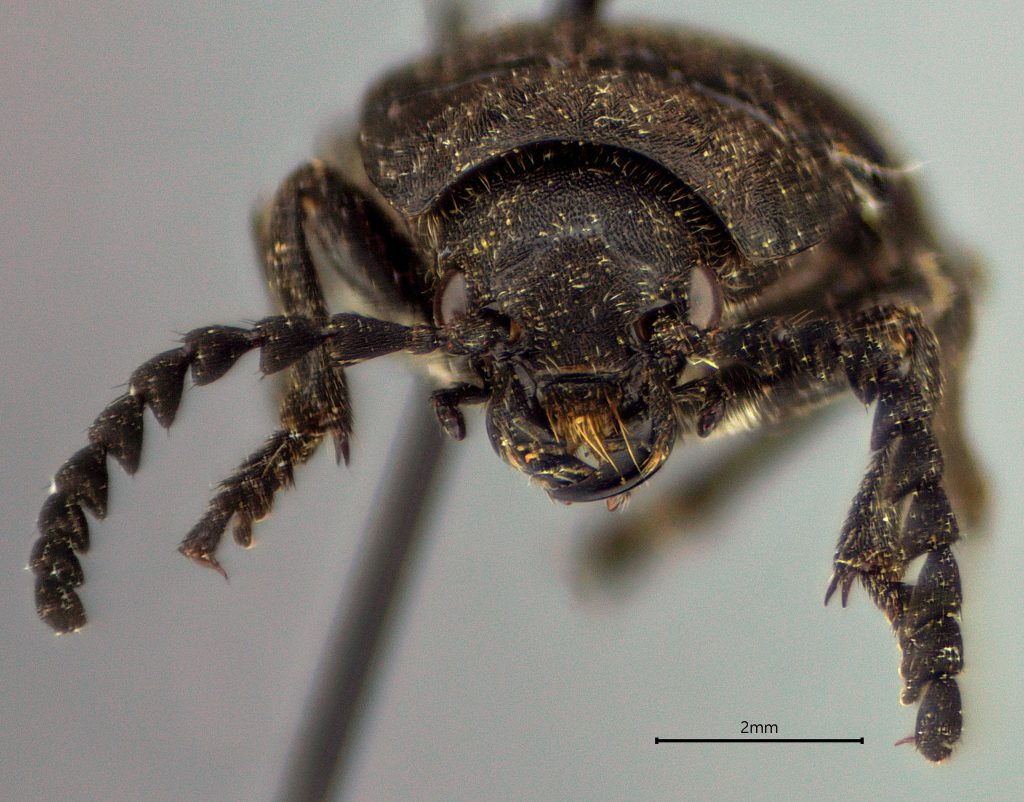 Dascillus davidsoni