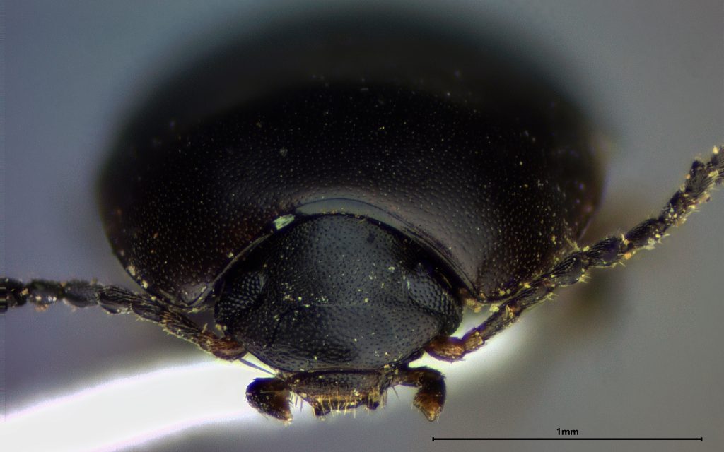 Gondwanocrypticus platensis