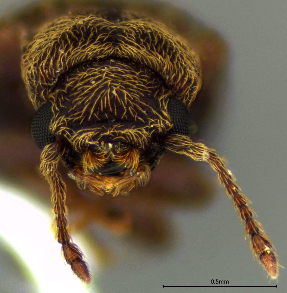 Lyctus sp.
