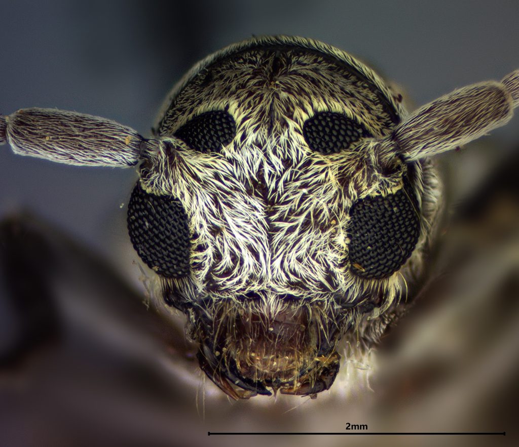 Lypsimena fuscata