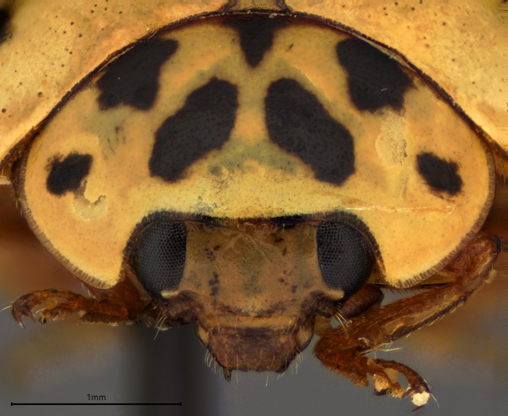 Olla v-nigrum