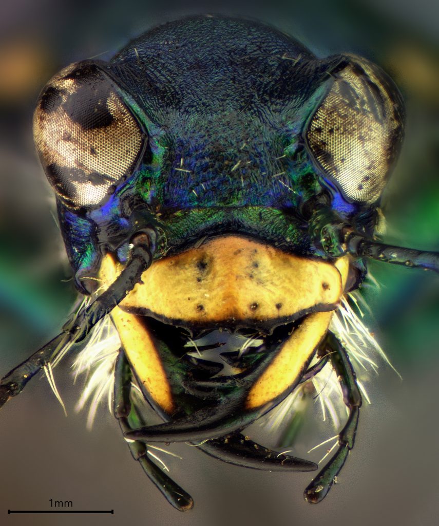 Cicindela tranquebarica sierra