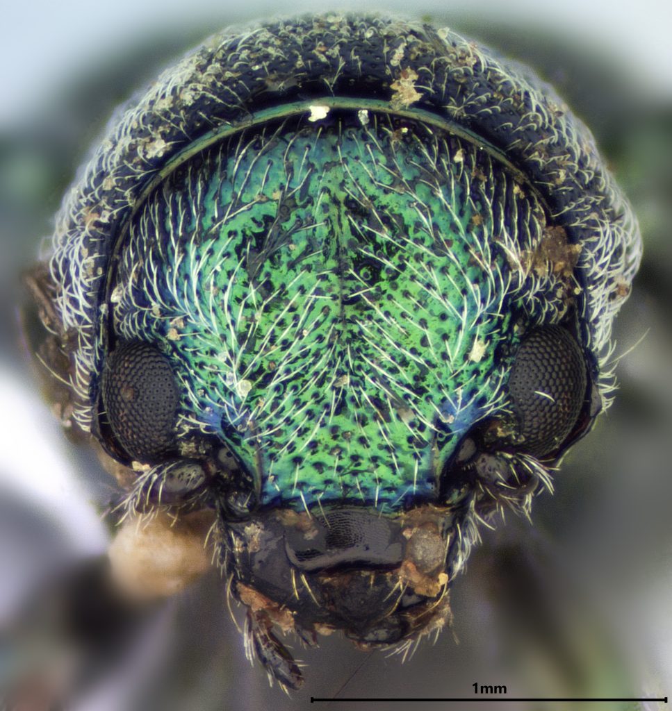 Colaspidea smaragdula