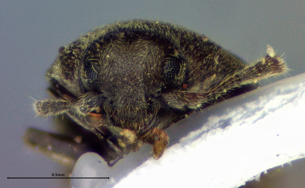 Trixagus sp.