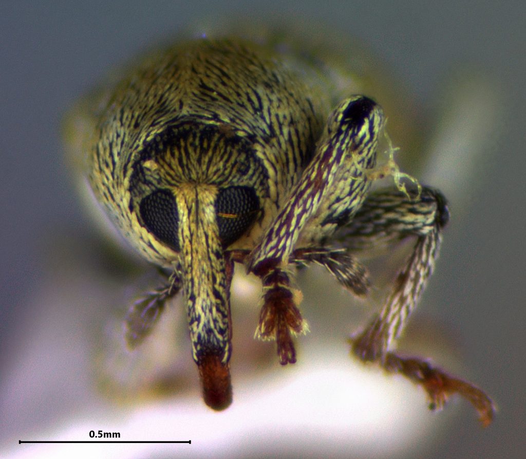 Tychius sp.