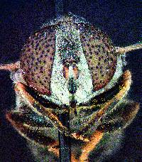 Eristalinus aeneus image