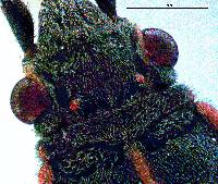 Boisea rubrolineata image