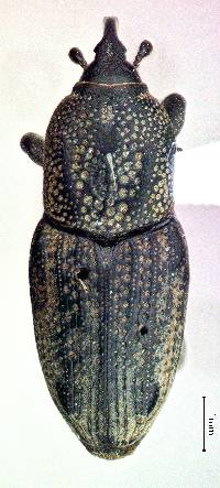 Image of Sphenophorus venatus