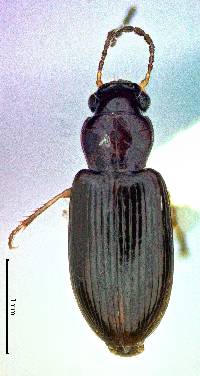 Image of Bradycellus californicus