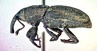 Sphenophorus venatus image