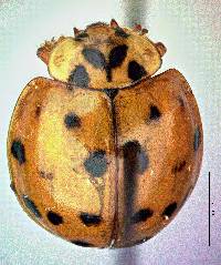 Harmonia axyridis image
