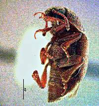 Amartus tinctus image