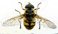 Myathropa florea image