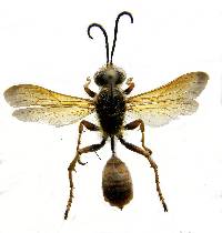Isodontia elegans image