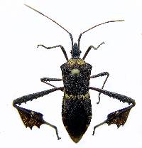 Image of Leptoglossus zonatus