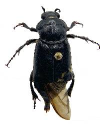 Image of Nicrophorus nigrita