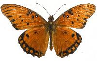 Image of Agraulis vanillae
