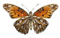 Agraulis vanillae image
