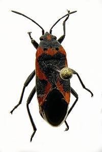 Lygaeus kalmii image