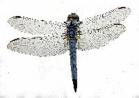 Image of Pachydiplax longipennis