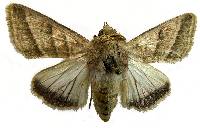 Image of Chloridea virescens