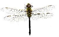 Image of Anax junius