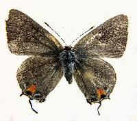 Image of Strymon melinus
