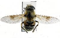 Image of Eristalis stipator