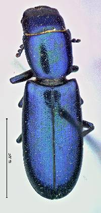 Image of Temnochila chlorodia