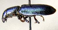 Temnochila chlorodia image