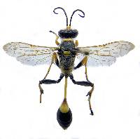 Sceliphron caementarium image