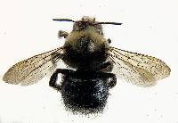 Xylocopa tabaniformis image