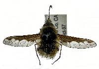 Bombylius major image