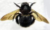 Xylocopa sonorina image