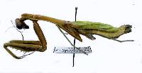 Stagmomantis limbata image
