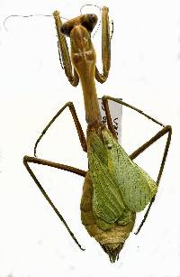 Stagmomantis limbata image